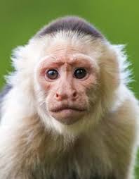 Hier findest du white cappuccino zum besten preis. Primates Abc Apenheul