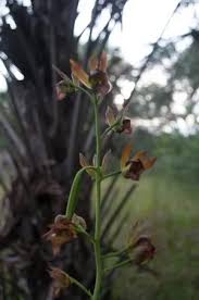 Image result for Eulophia dactylifera