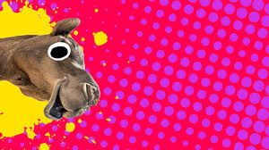 They live in central and east asia. Camel Jokes Funny Camel Jokes Beano Com