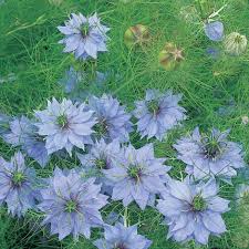Adaptable to both sun and partial shade. Buy Love In A Mist Nigella Damascena Miss Jekyll 2 23 Delivery By Crocus