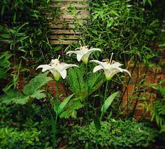 Using natural cat repellents around your garden beds can help protect cats from consuming toxic plants. Cat Friendly Lilies Everything You Need To Know About This No Fuss Flower