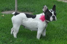 Find french bulldog in dogs & puppies for rehoming | find dogs and puppies locally for sale or adoption in toronto (gta) : Home Bluehaven French Bulldogsbluehaven French Bulldogs Your Reputable Breeder For High Quality Frenchies Including Brindles Fawns Sables Blue Fawns Blue Brindles Chocolate Brindles Pure Blacks Pure Blues Black Tans