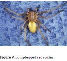 Call or get in touch with us are you dealing with a pest problem in dayton? 37 A 1 Able Pest Information Ideas Pests Pest Control Dayton Ohio