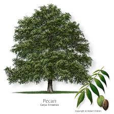 Image result for Carya illinoinensis