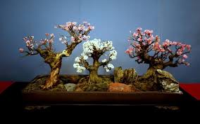 Maybe you would like to learn more about one of these? 64 Bonsai Plum Trees Ideas Bonsai Bonsai Tree Plum Tree