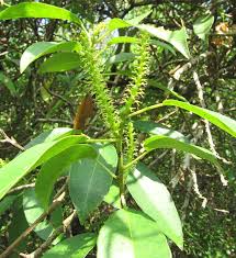 Image result for Excoecaria bussei