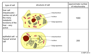 Another type of liver cell is the endothelial cells. Comparison Of Liver Skin Cells Teaching Resources
