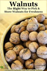 Our own factory named shangluo shengda industrial corporation limited located in luonan county, shaanxi province in china, which has the production capacity of 10. Harvesting Walnuts The Right Way To Pick Store Walnuts For Freshness