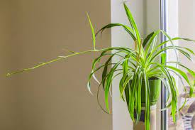 Spider mites cannot survive in environments that are extremely cold, wet, and humid. Spider Plants How To Grow And Care For Spider Plants The Old Farmer S Almanac