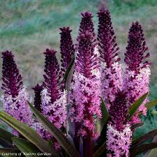 Image result for Eucomis