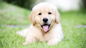 Breeders of merit are denoted by level in ascending order of: All You Need To Know About How To Buy Golden Retriever Puppies Petsidi
