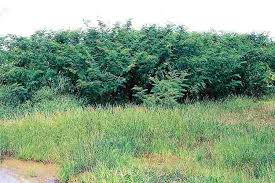 Image result for Mimosa pigra