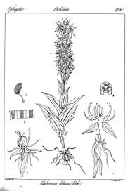 Image result for Habenaria peristyloides