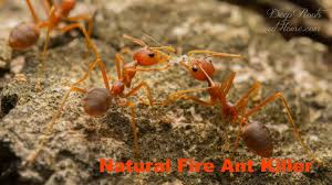 Borax kills ants by interfering with their digestive system. Fire Ants Kill The Queen No Chemicals If You Do These 3 Steps