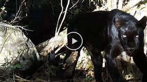 With a rare variation of the generally spotted carnivore's coat, they blend into the shadows and are nearly invisible in the dark. Elewana Collection Exciting Development Cameras Filmed A Rare Black Leopard Mother And Cubs