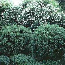 Image result for Buxus nyasica