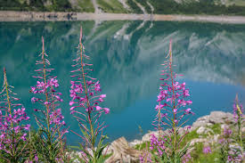 bisse du ro suonenwanderung vom lac de tseuzier nach crans montana in 2020 schweiz reise ausflug wandern schweiz