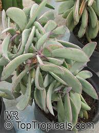 Image result for Senecio sp.no.1