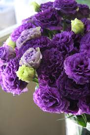 Eustoma Voyage Blue
