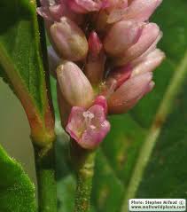 Image result for Persicaria senegalensis f. albotomentosa