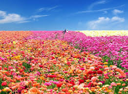 Send beautiful flowers in carlsbad, encinitas, solana beach, del mar, rancho santa fe, carmel valley, poway, rancho. Flower Fields At Carlsbad Ranch California Eazynazy