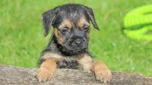 Border Terrier Price Temperament Life Span