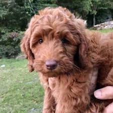 Mini labradoodles, medium labradoodles to standard labradoodle puppies (chocolate, black silk, cream, apricot and parti labradoodles) of. Mountain Ridge Labradoodles