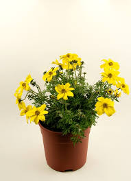 Image result for Bidens bipinnata