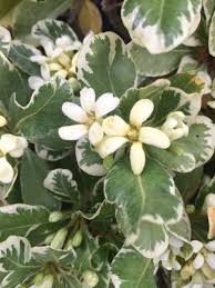 Image result for Pittosporum