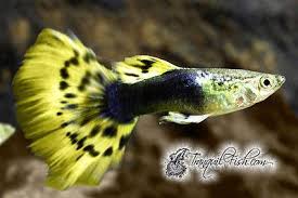Half Black Leopard Guppy Lepistes Balik