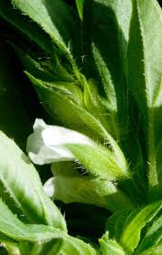 Image result for Asystasia mysorensis