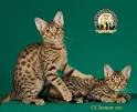Domestic Spotted Ocicat Kittens for Sale Midnite Moon Ocicats