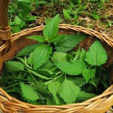 Jul 08, 2021 · alternatively, use a weeding tool or your hands to pull out the plant by the roots. Fermented Stinging Nettle Tea Recipe And Steps To Prepare And Use It