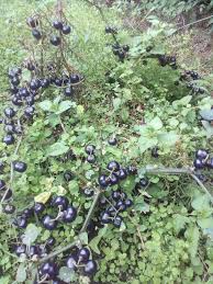 Image result for Solanum scabrum