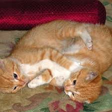 How to draw cat and dog love. Are My Cats Fighting Or Playing Pethelpful