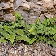 Image result for Aspleniaceae