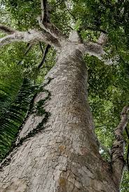 Image result for Terminalia superba