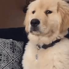 Golden Retriever Smile Tik Tok Gif Page 1 Line 17qq Com