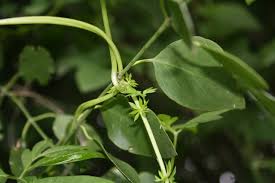 Image result for Ipomoea tuberculata