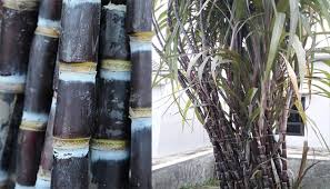 Laut berapi gurindam lagu bergema takbir tiung bernyanyi pohonan jati bertanam tebu di pinggir bibir rebung berduri di hati. Panduan Lengkap Cara Menanam Tebu Hitam Tebu Ireng Yang Kaya Akan Manfaat Faunadanflora Com