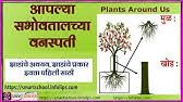 Top free images & vectors for woman body parts name in marathi in png, vector, file, black and white, logo, clipart, cartoon and transparent. à¤¶à¤° à¤° à¤š à¤¯ à¤­ à¤— à¤š à¤¨ à¤µ à¤®à¤° à¤  Body Parts Name In Marathi By Smart School Body Parts In Marathi Youtube
