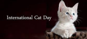 It was created in 2002 by the international fund for animal welfare. Monday 8th August Will Be International Cat Day Topolod3xter