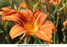 Many people refer to these daylilies as tiger lilies, but they weren't the plant originally designated as the tiger lily. Tawny Daylily Or Orange Day Lily Tiger Daylily Fulvous Daylily Ditch Lily Railroad Daylily Tiger Lily In Innsbruck Austria Hemerocallis Fulva Is Native To Asia See My Other Flowers Stock Images