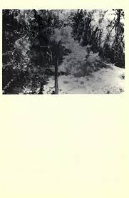 Image result for Grammitis cryptophlebia