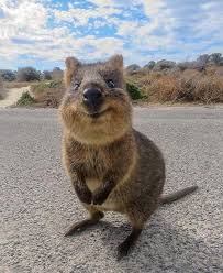 Pin By Muller Zsuzsanna On Allatok Happy Animals Cute Animal Pictures Cute Animals