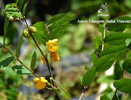 Image result for Senna occidentalis
