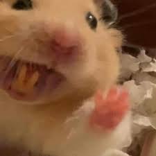  Say Hii Funny Hamsters Cute Animal Photos Funny Animal Pictures