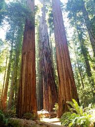 Maybe you would like to learn more about one of these? 5 Things To Do When Visiting Redwood National Park Must Love Camping