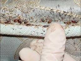 Image result for bedbugs on mattress