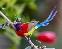 Go Yunnan - 🐦 Mrs. Gould's sunbird(Aethopyga gouldiae). 😊... | Facebook